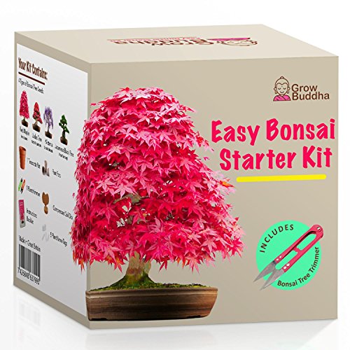 Züchte dein eigenes Bonsai - Züchte einfach 4 Arten von Bonsai-Bäumen mit unserem kompletten, anfängerfreundlichen Starter-Samen-Set - Einzigartige Geschenkidee