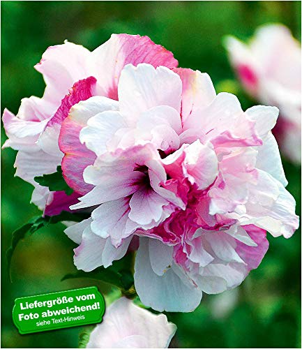 BALDUR-Garten Freiland-Hibiskus'French Cabaret' Pastel, 1 Pflanze Hibiscus gefüllte Blüten winterhart