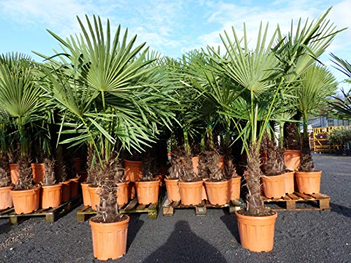 XXL 170-180 cm Palme winterhart, Trachycarpus fortunei, Hanfpalme, Top-Qualität