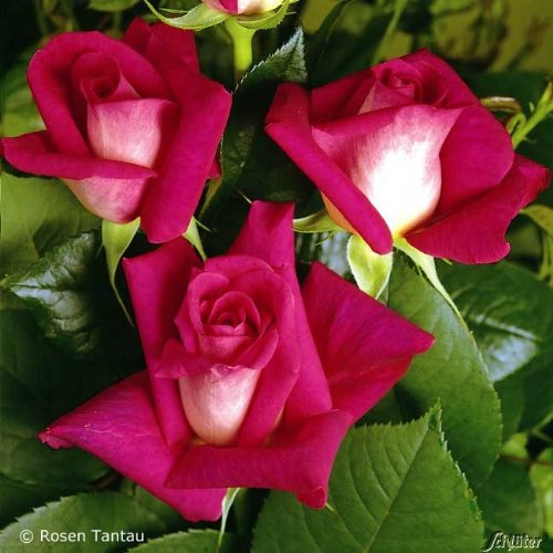 Edelrose Nostalgie - Stark duftende Rose mit zweifarbiger Rosenblüte in rot & creme-weiß - Winterharte nostalgische Edelrose im 5 Liter Container von Garten Schlüter - Pflanzen in Top Qualität
