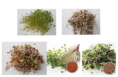 500 g BIO Keimsprossen Mischung -Easy Start MIX- Keimsaat 5 x 100 g Samen für die Sprossenzucht Alfalfa, Mungobohnen, Radies, Kresse, Salatrauke Sprossen Microgreen Mikrogrün
