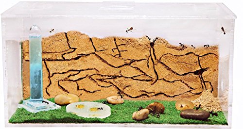 Ant Farm with free Ants and Queen - Educational formicarium for LIVE ants