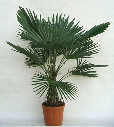Winterharte Hanfpalme - Trachycarpus fortunei - 140-160cm Stamm 30-40cm im 17Ltr. Topf
