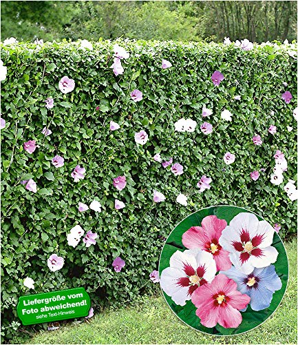 BALDUR-Garten Hibiskus-Hecke, 5 Pflanzen, Hibiscus Syriacus Heckenpflanzen blühend