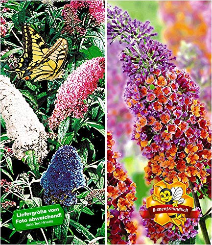 BALDUR-Garten Sommerflieder-Sortiment Buddleia 'Papillion Tricolor' und 'Flower-Power Schmetterlingsflieder Schmetterlingsstrauch Zierstrauch, 2 Pflanzen Buddleja