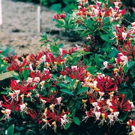 3 Geissblatt Serotina (Lonicera) Kletterpflanzen: 3 kaufen/2 bezahlen / Rot & Winterhart - 1,5 Liter Topfen - ClematisOnline Kletterpflanzen & Blumen