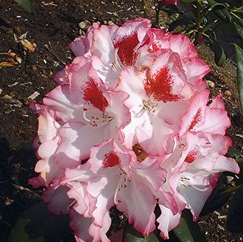 Großblumige Rhododendron Hachmanns Charmants 40-50cm - Alpenrose