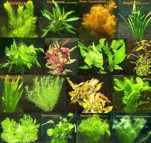 5 Bund - ca. 35 Wasserpflanzen, Einfach zu Pflegen, algenhemmend, Schöne Farben - Mühlan