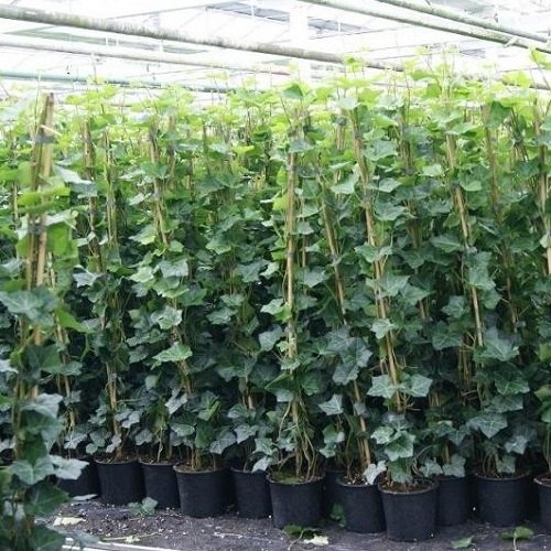 6 Efeu - Hedera Hibernica 175/200cm - 6 kaufen / 4 bezahlen | 6 Immergrüne Kletterpflanzen für eine 100% Sichtschutz Hecke - Winterhart | ClematisOnline Kletterpflanzen & Blumen