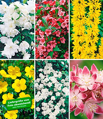BALDUR-Garten 5 Meter Blüh-Hecken-Kollektion, Blütenhecke 6 Pflanzen Forsythie, Weigelie, Jasmin, Deutzie, Potentilla, Spirea