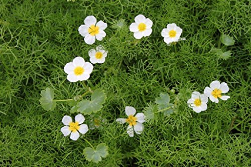 4er-Set im Gratis-Pflanzkorb - Klärpflanze! - Ranunculus aquatilis - Wasserhahnenfuß, weiß- Wasserpflanzen Wolff