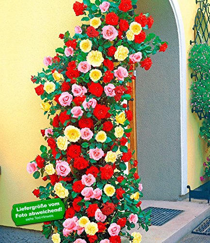 BALDUR-Garten Kletterrosen rot, rosa und gelb Kletterpflanzen Rose winterhart, 3 Pflanzen