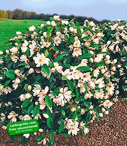 BALDUR-Garten Duft-Magnolien-Hecke'Fairy',1 Pflanze Michelia'Fairy Magnolia' Heckenpflanze