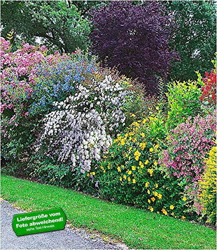 BALDUR-Garten Sommer-Hecken-Kollektion, Blütenhecke Blühhecke 5 Pflanzen Caryopteris, Hypericum, Deutzia strawberry field, Spirea und Weigelie