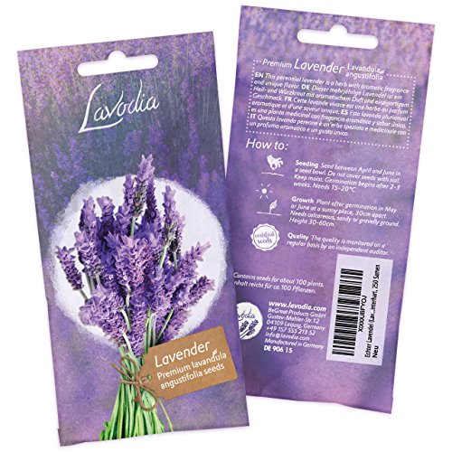 LAVODIA Lavendel Samen mehrjährig winterhart Premium Saatgut für ca. 100 Lavendel Pflanzen (250 Lavendelsamen)
