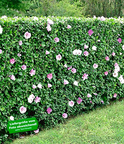 BALDUR-Garten Winterharte Hibiskus-Hecke, 10 Pflanzen, Hibiscus Syriacus